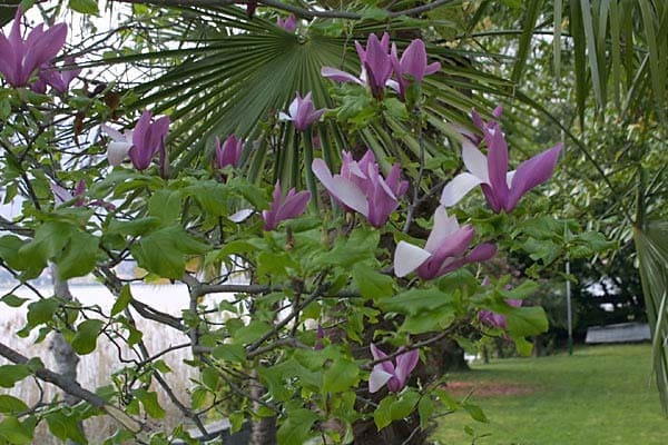 Caslano - Ticino